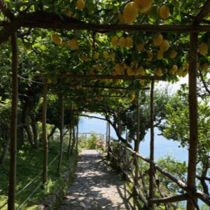 A pergola of ripe lemons over a path above the sea near Amalfi