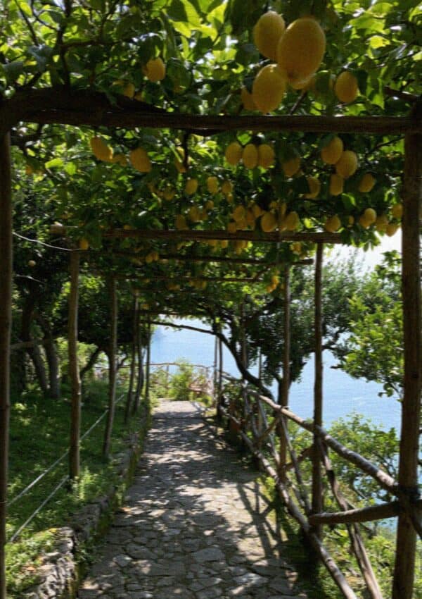 A pergola of ripe lemons over a path above the sea near Amalfi