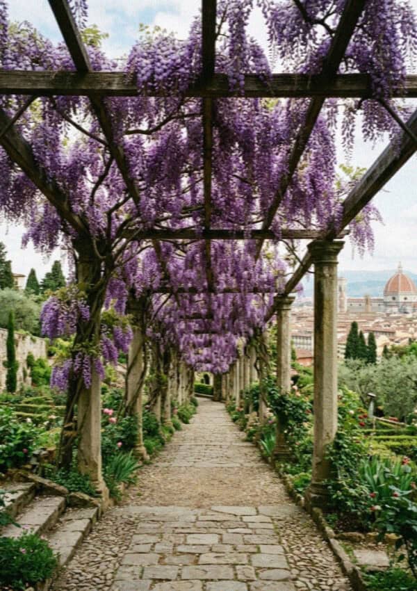 The wisteria pergola of the Bardini Garden in Florence