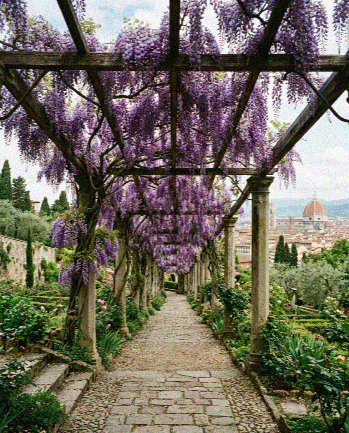 The wisteria pergola of the Bardini Garden in Florence