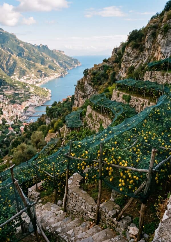 Terraced lemon groves climbing the steep hillside above Maiori with the sea and town visible far below