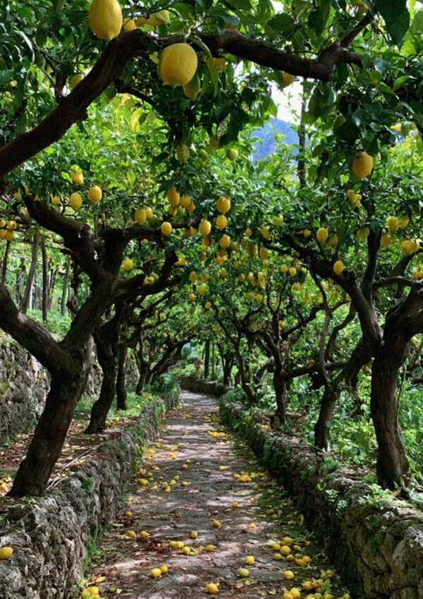 A sun-dappled path winding through a lemon grove above Ravello on the Amalfi Coast