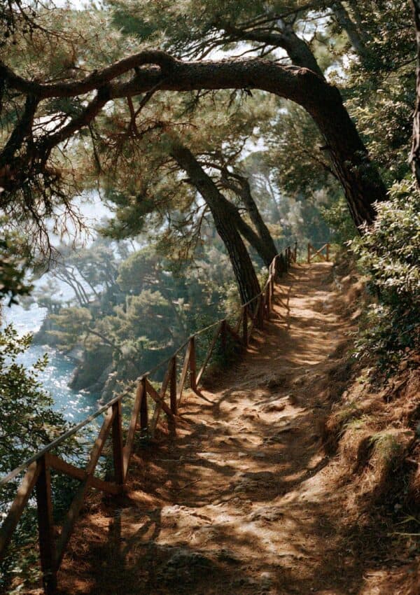 A sunlit trail beneath umbrella pines on the walk to the Portofino lighthouse