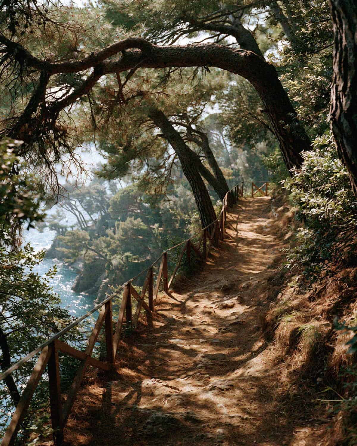 A sunlit trail beneath umbrella pines on the walk to the Portofino lighthouse