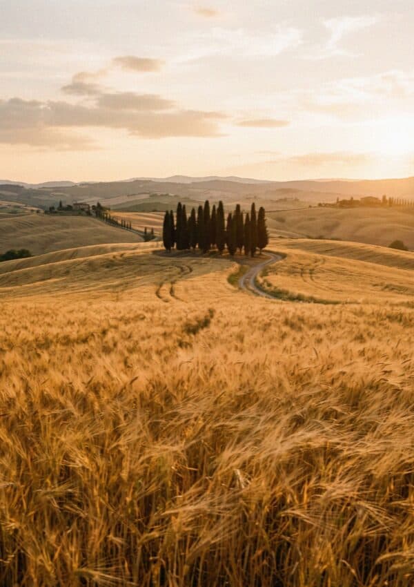 A golden wheat field and cypress cluster at sunset in Tuscany
