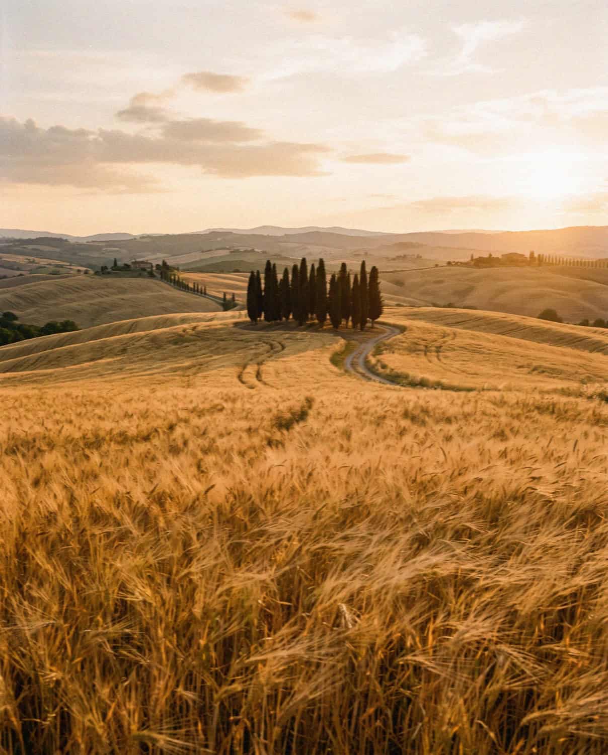 A golden wheat field and cypress cluster at sunset in Tuscany