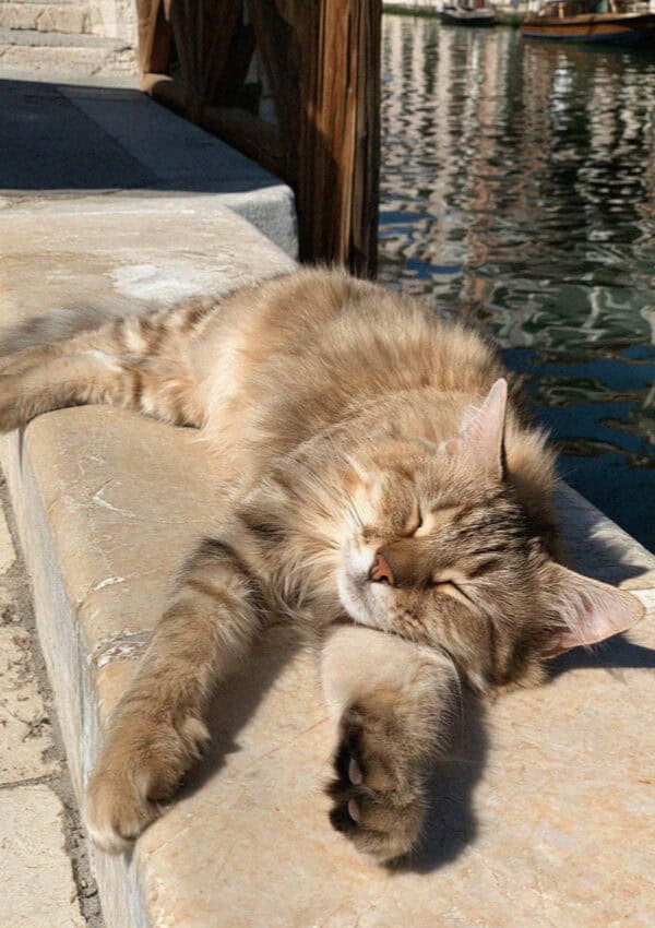 Fluffy cat sleeping on a sunlit marble ledge beside a Venice canal