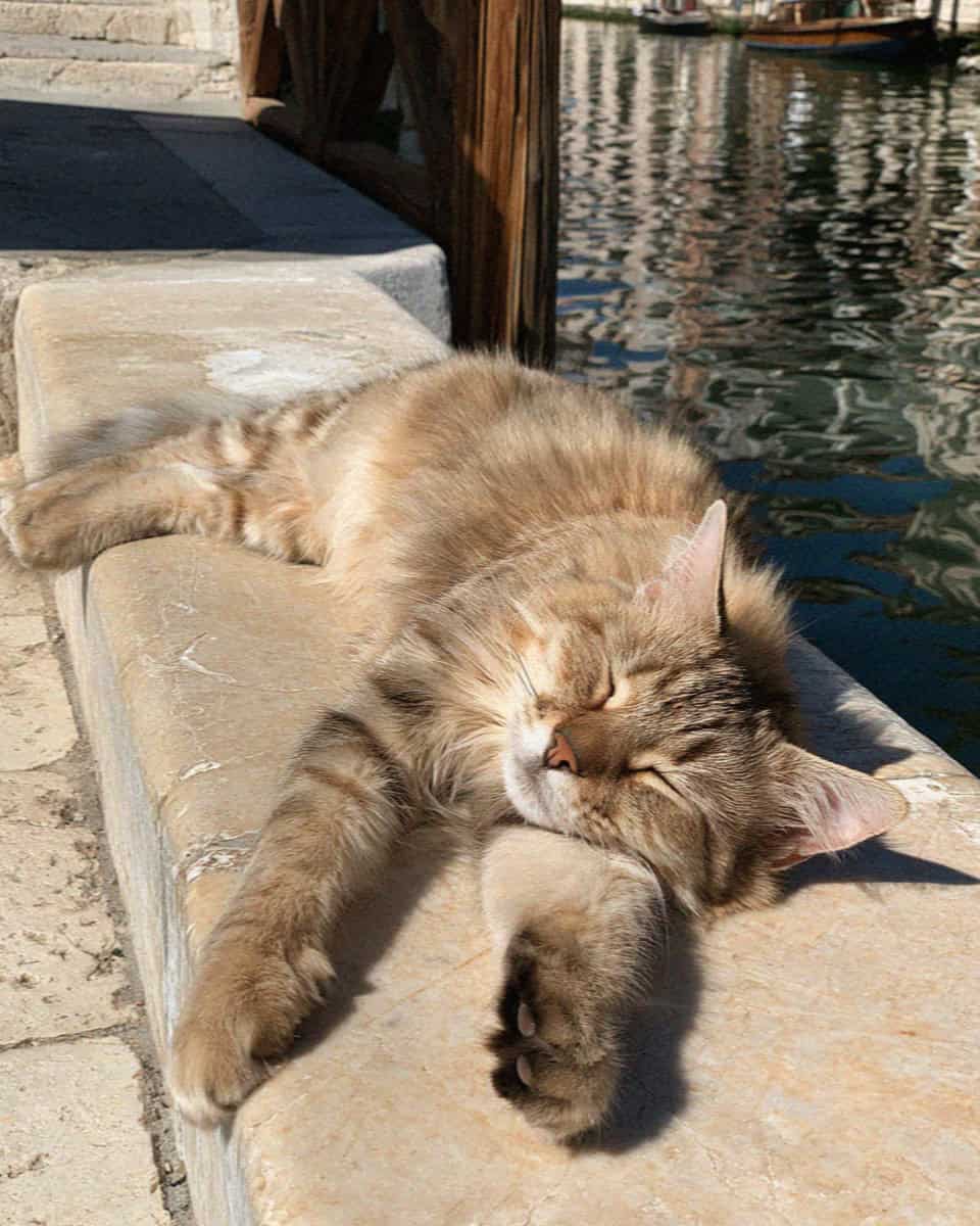Fluffy cat sleeping on a sunlit marble ledge beside a Venice canal