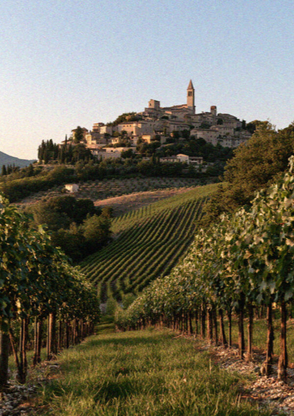 Sagrantino vineyards on the hills around Montefalco near Assisi