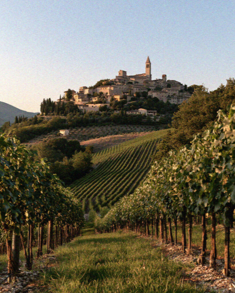Sagrantino vineyards on the hills around Montefalco near Assisi