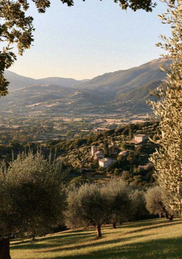 Silver-green olive groves on the slopes below Assisi