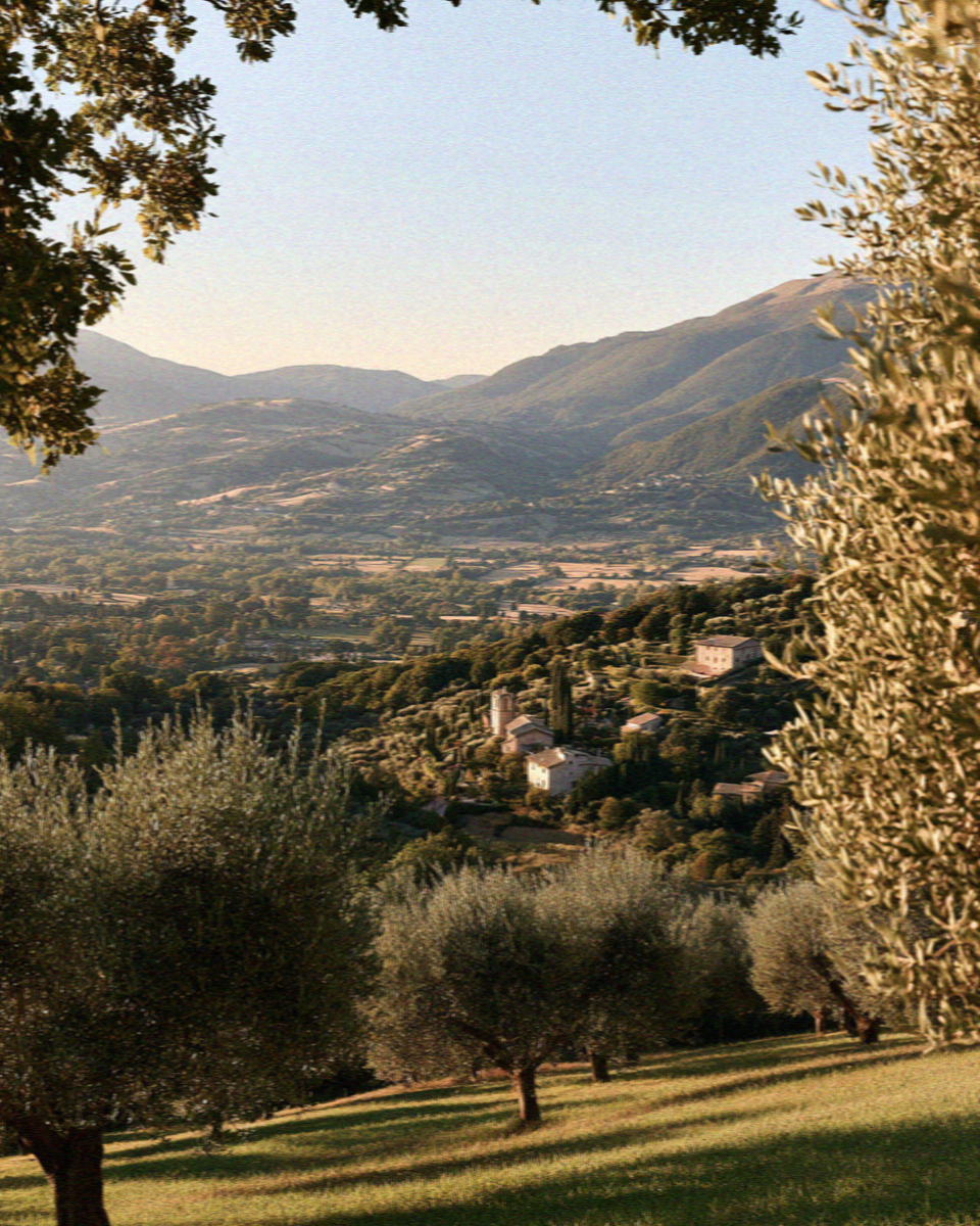 Silver-green olive groves on the slopes below Assisi
