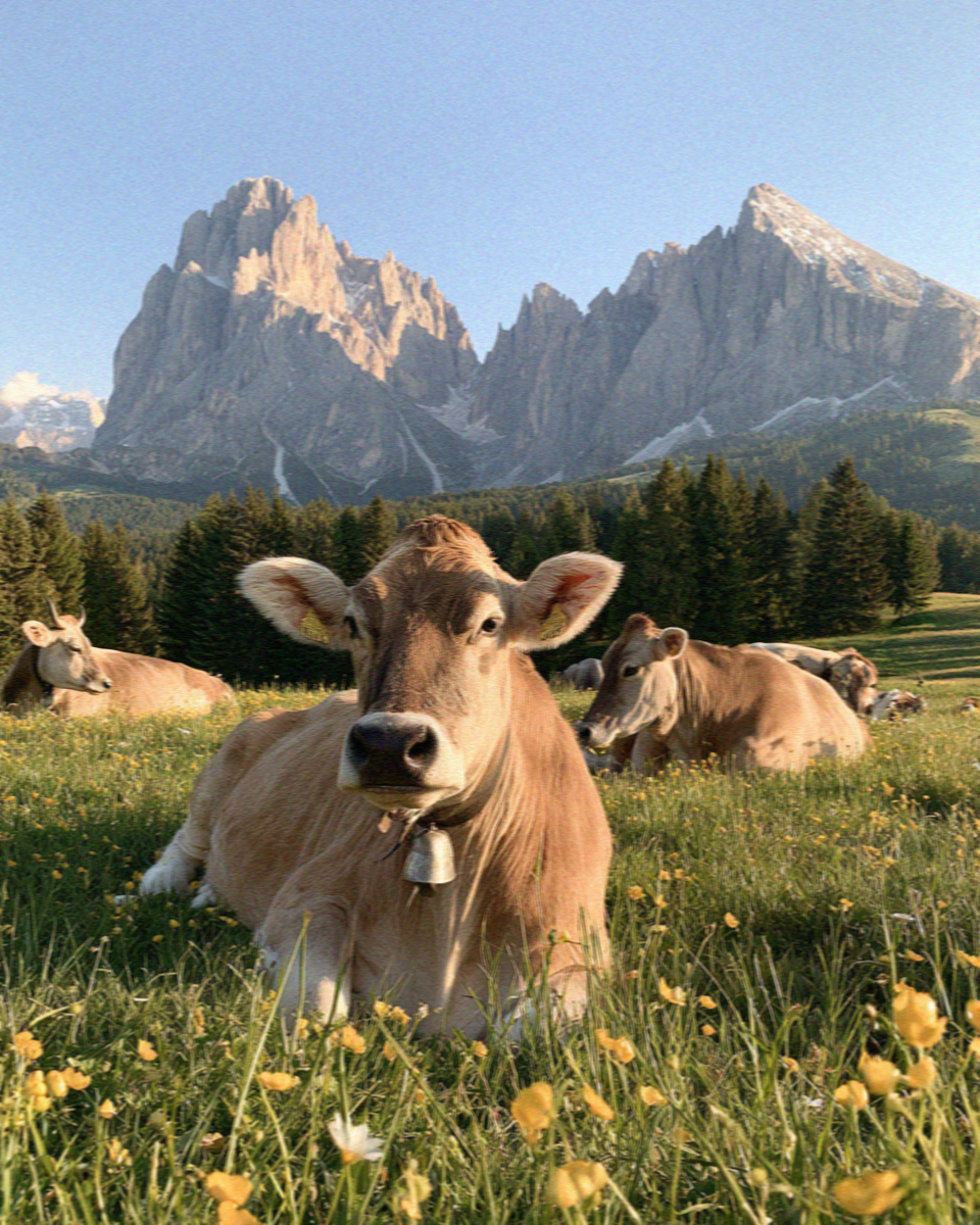 An Alpine Grey cow grazing the Alpe di Siusi below the Dolomite peaks