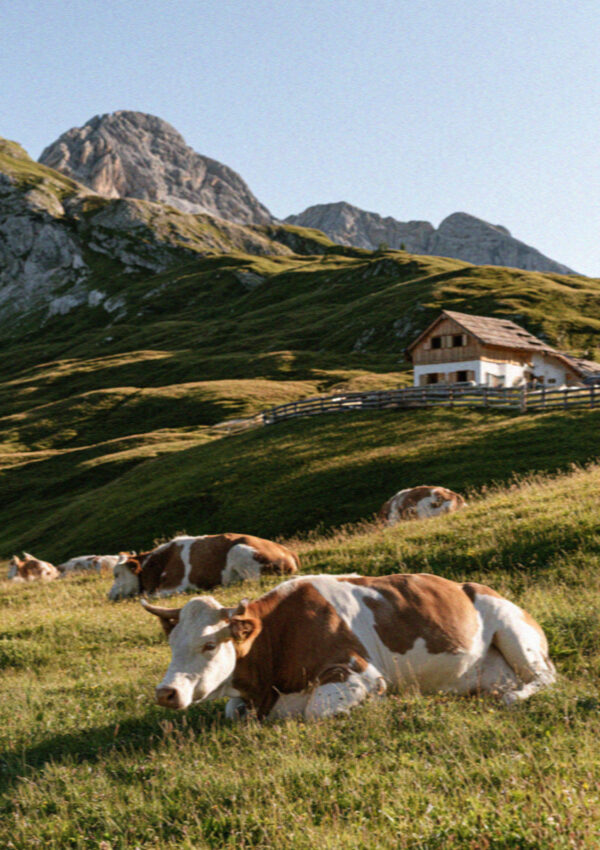 Pezzata Rossa cattle resting by a hut on the Alpe di Siusi in the Dolomites
