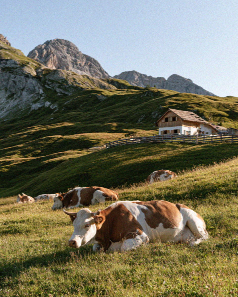 Pezzata Rossa cattle resting by a hut on the Alpe di Siusi in the Dolomites