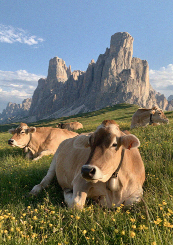 Alpine cows resting in the summer meadows of the Alpe di Siusi in the Dolomites