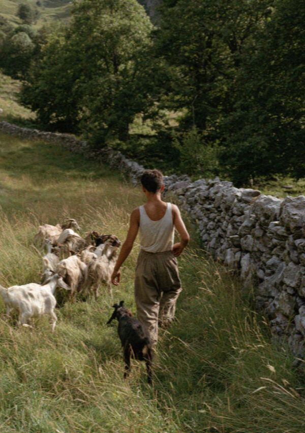 A shepherd leading goats along a stone wall in the Dolomites