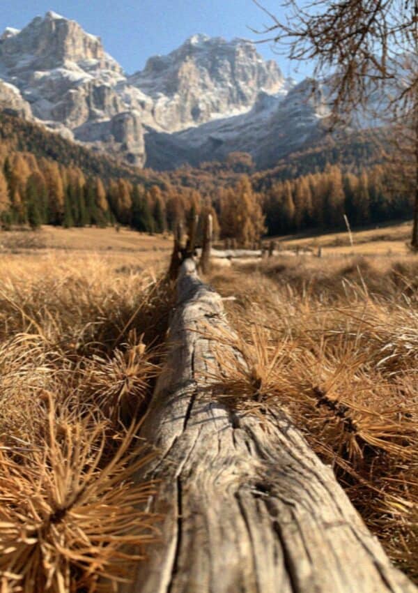 Golden autumn larches and weathered wood in a Dolomites meadow