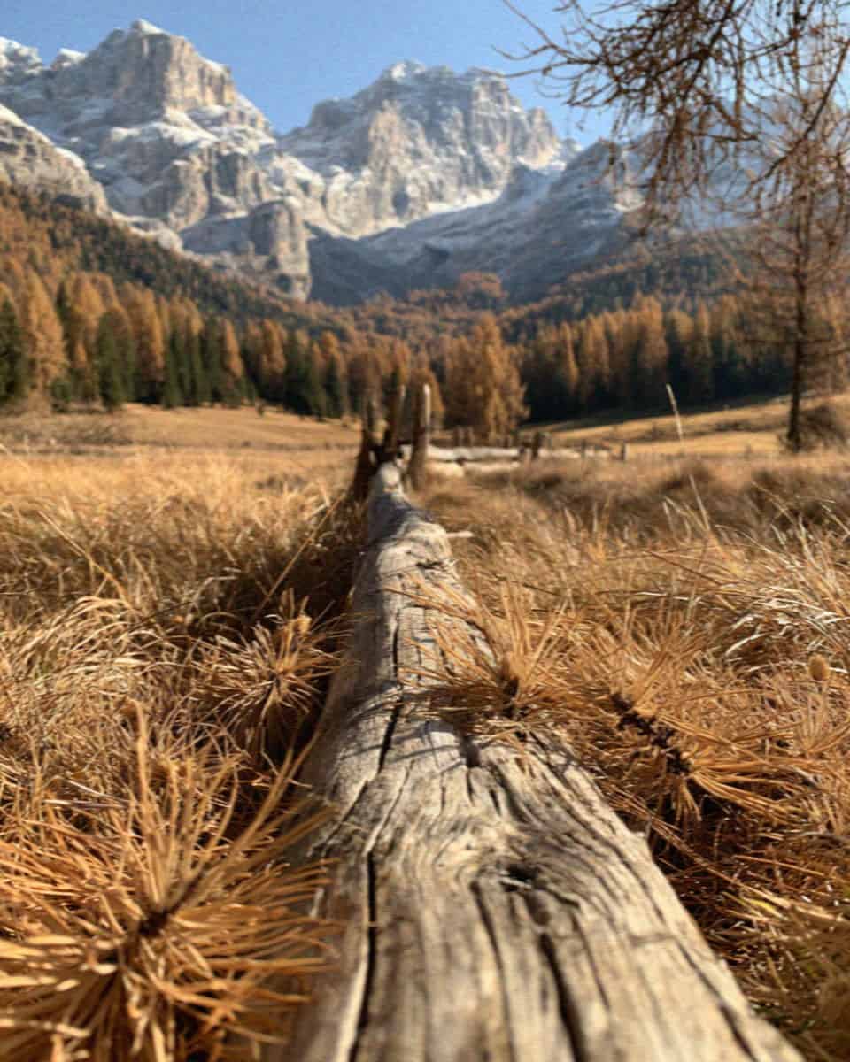 Golden autumn larches and weathered wood in a Dolomites meadow