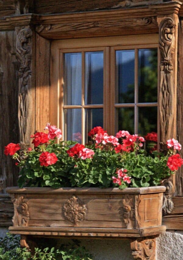 Red geraniums in the carved wooden window box of a South Tyrolean chalet