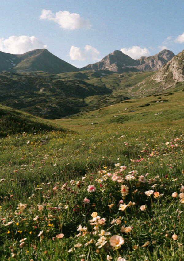 A flower meadow below the peaks in the Dolomites