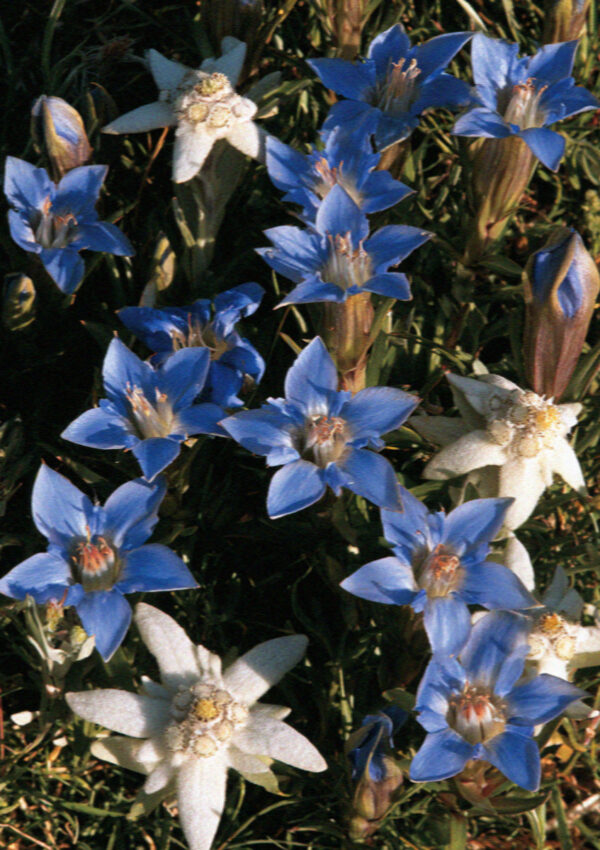 Blue gentian and edelweiss in the alpine turf of the Dolomites