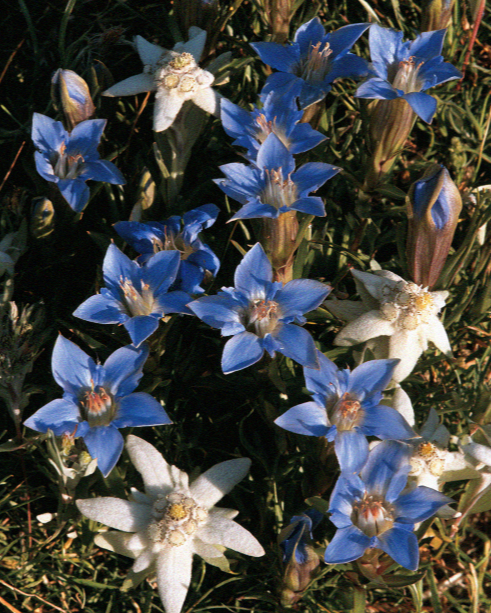 Blue gentian and edelweiss in the alpine turf of the Dolomites