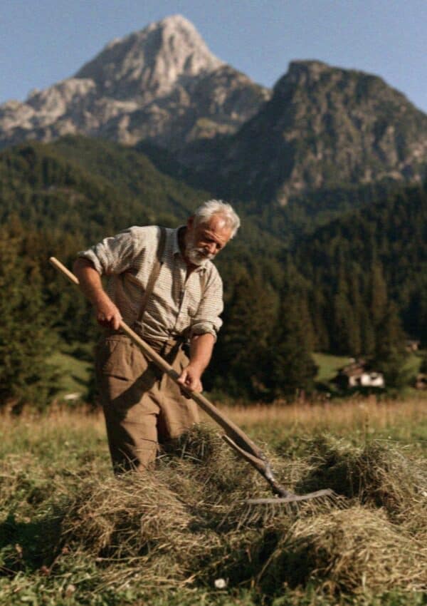 An older Ladin farmer turning hay in an alpine meadow, Dolomites