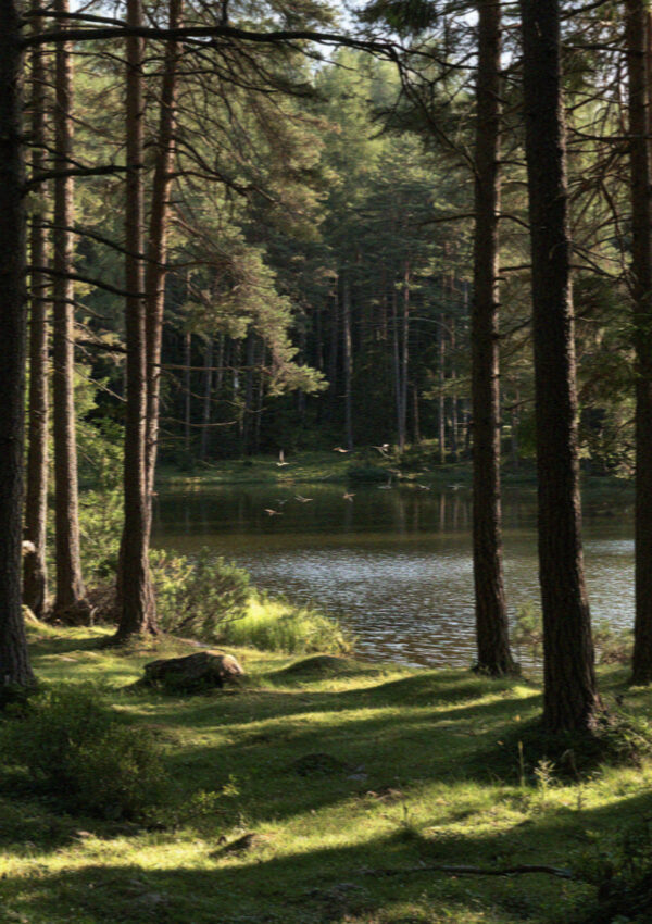A lake in the pine woods below the Sciliar in the Dolomites