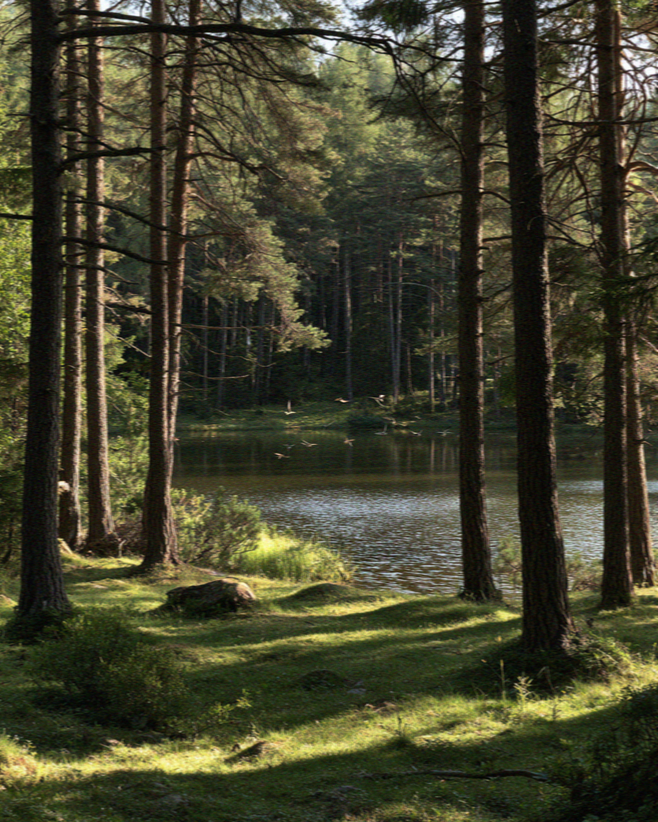 A lake in the pine woods below the Sciliar in the Dolomites