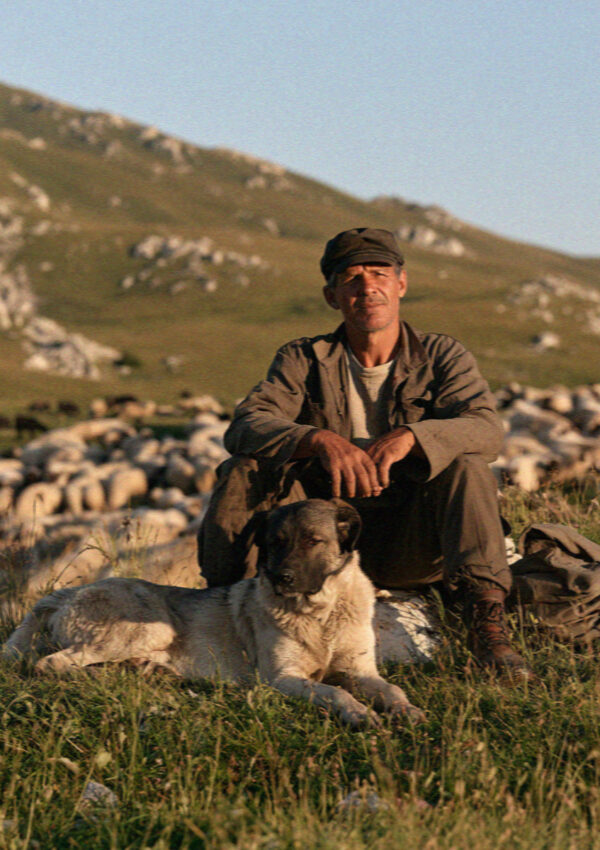 A shepherd with a dog on the high pasture in the Dolomites