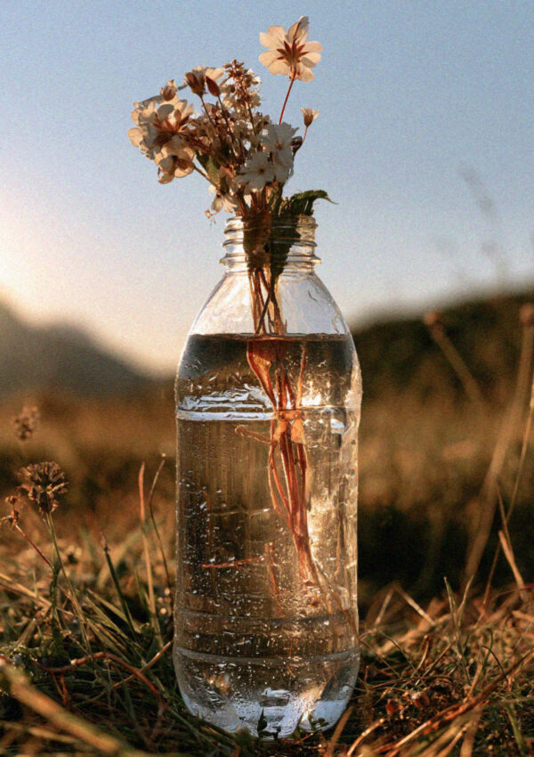 Alpine wildflowers in a glass water bottle in a Dolomites meadow at dusk