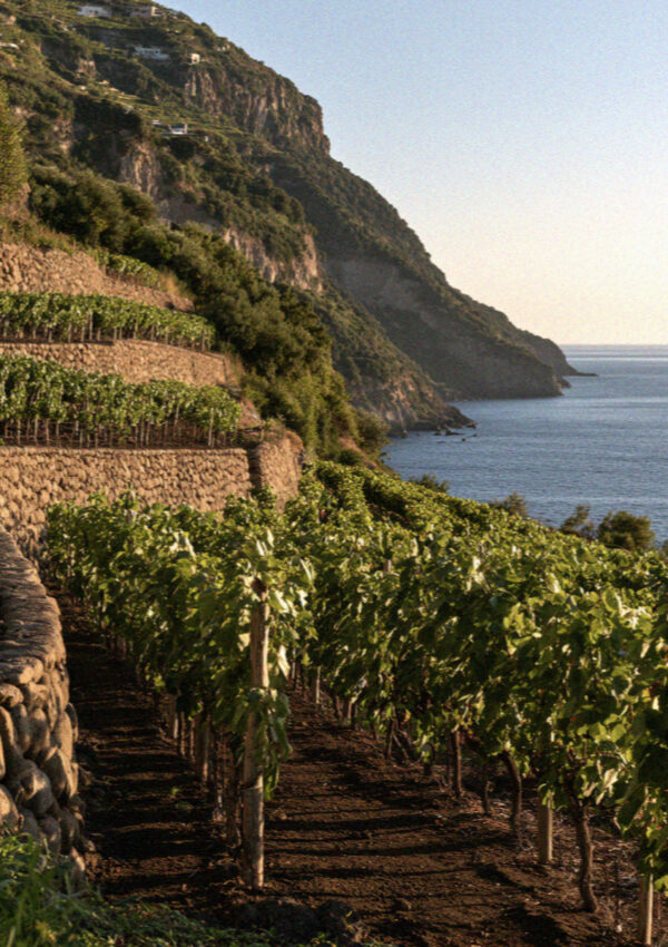 Vineyard Terraces on the island of Ischia in the Bay of Naples