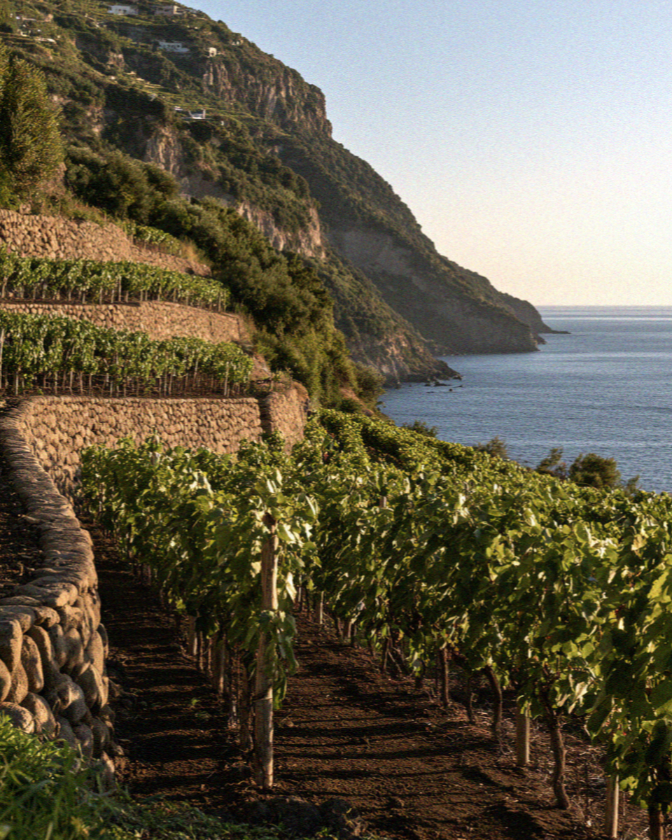 Vineyard Terraces on the island of Ischia in the Bay of Naples