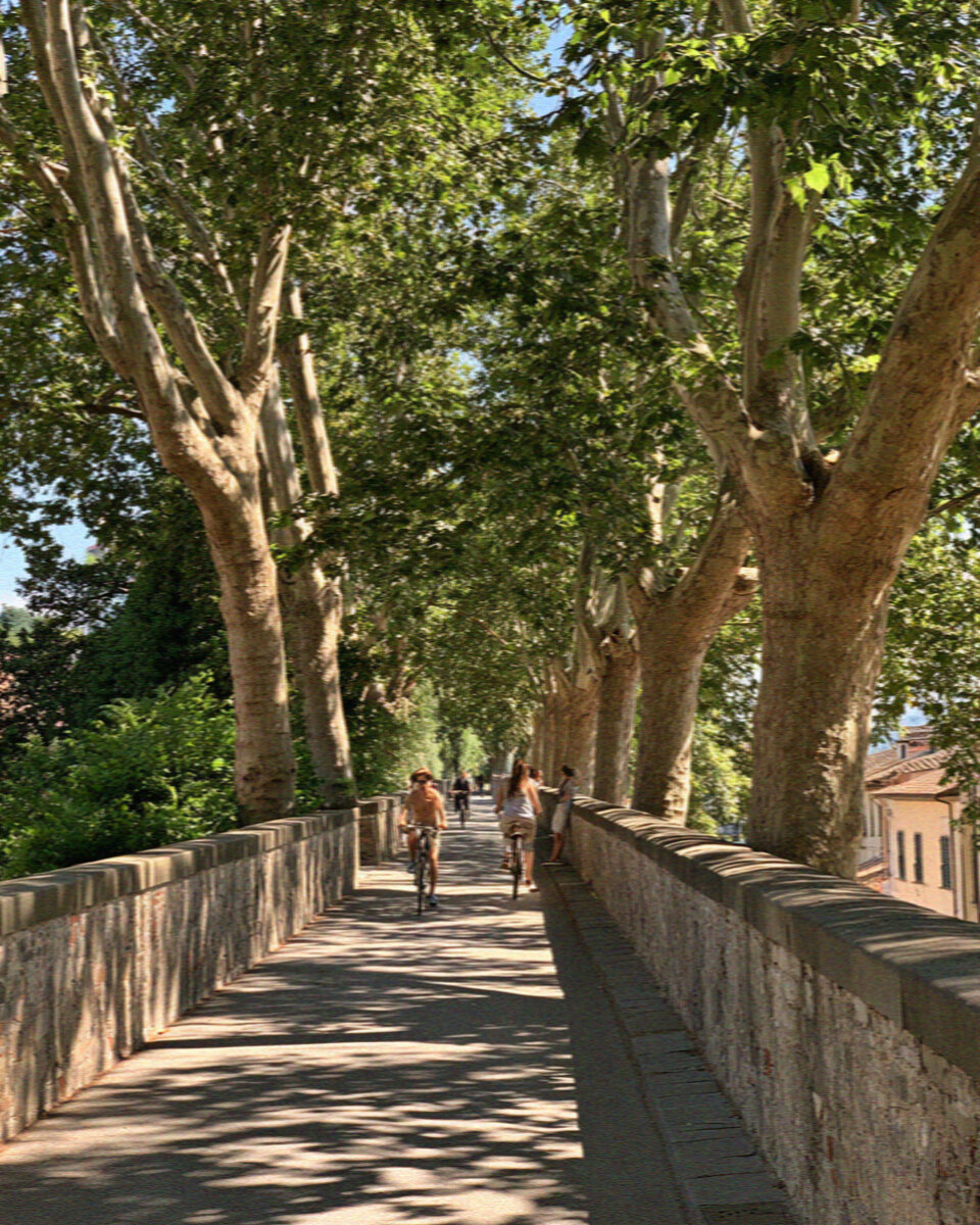 The tree-lined path atop the Renaissance walls of Lucca in dappled shade