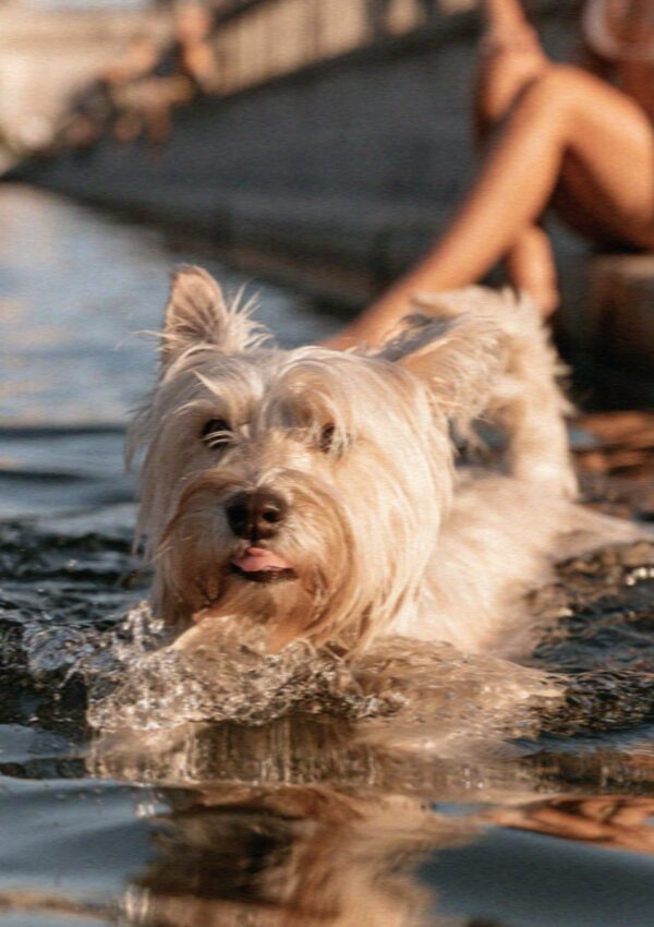 A dog swimming in a Milan canal on a hot evening
