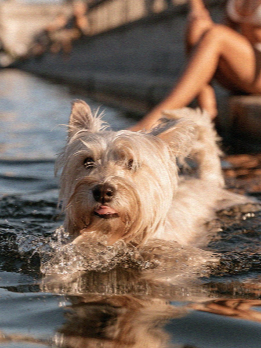 A dog swimming in a Milan canal on a hot evening