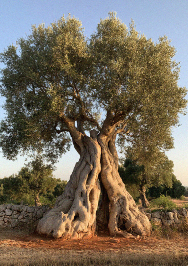 An enormous hollowed ancient olive tree on the plain below Ostuni in Puglia