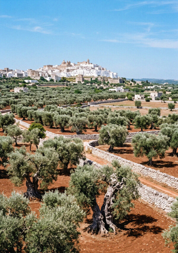 Ancient olive trees in silver green rows across red earth on the plain below Ostuni