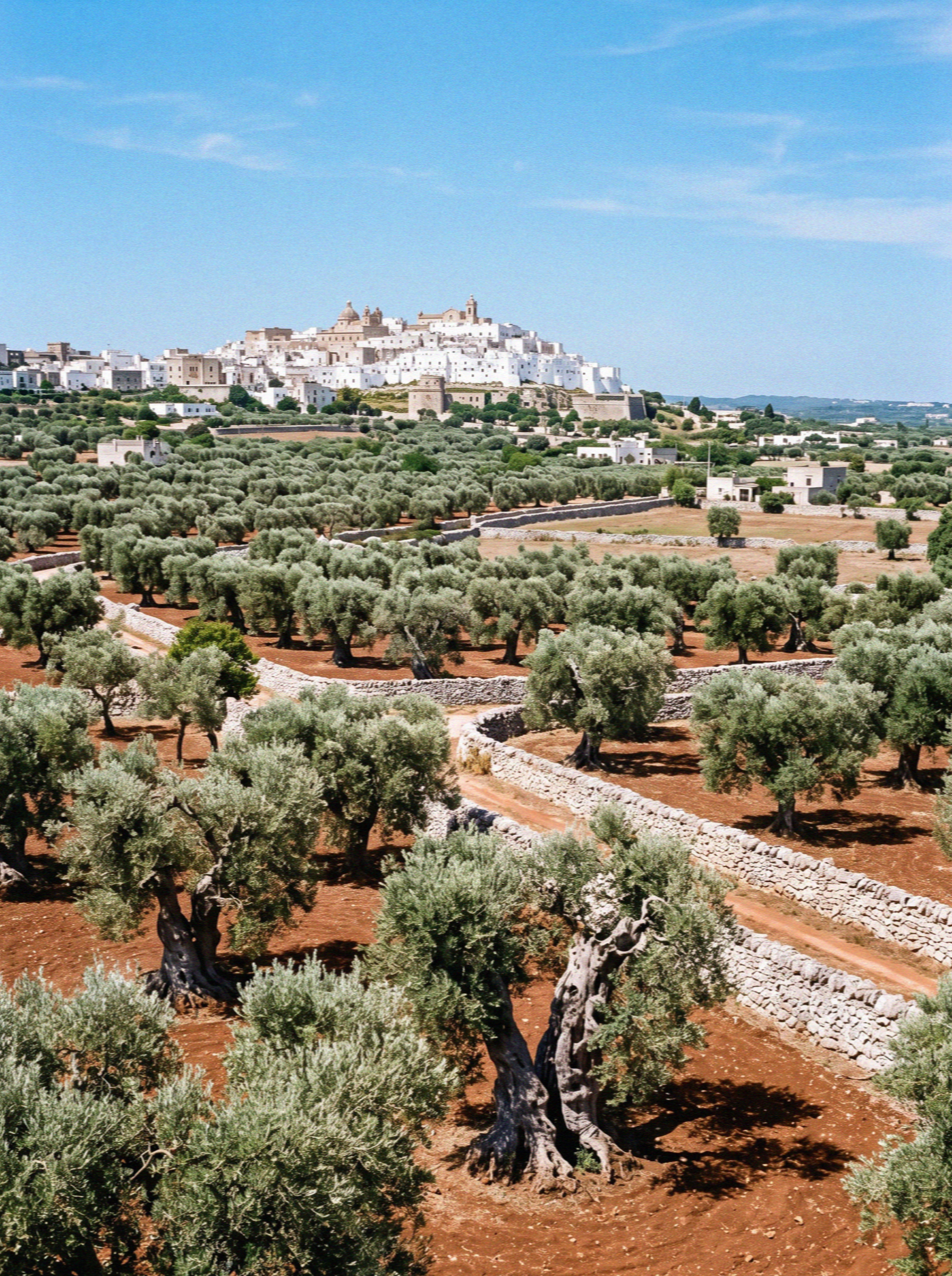 Ancient olive trees in silver green rows across red earth on the plain below Ostuni
