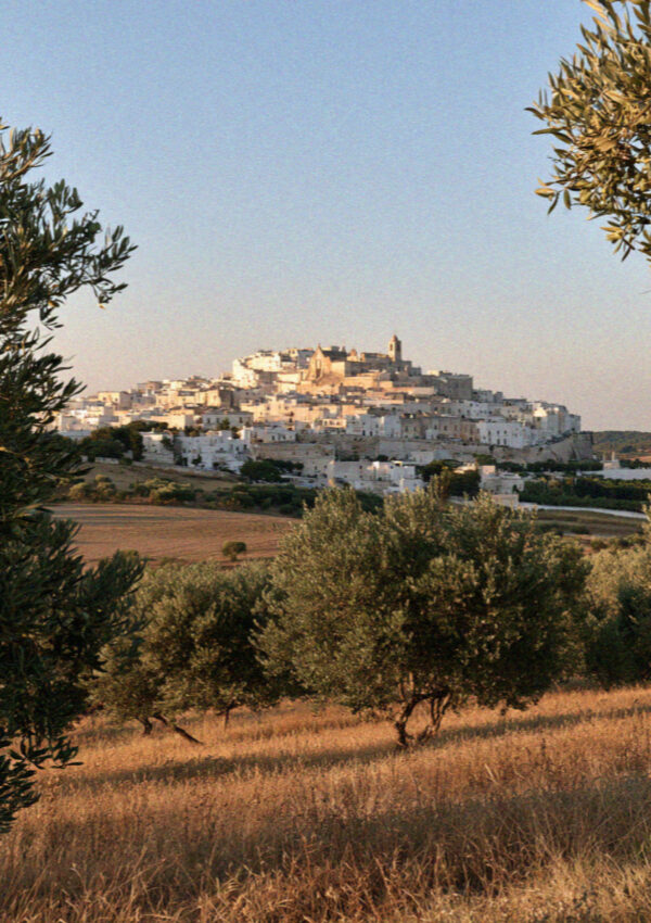 Ostuni stacked white on its hill seen across the olive groves in Puglia