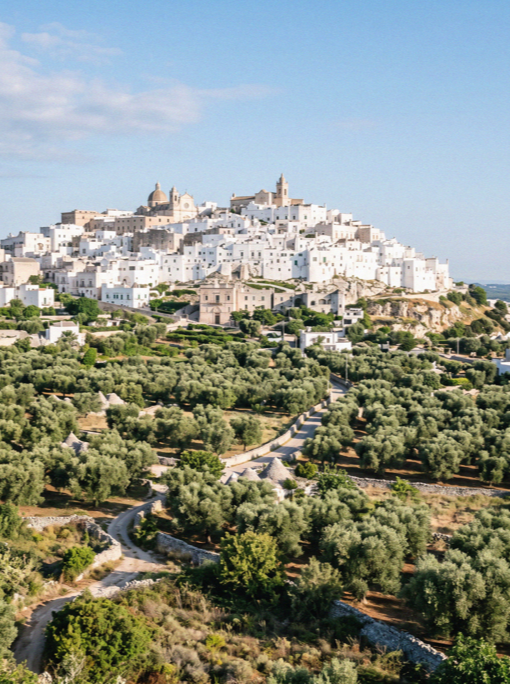 The whitewashed hill town of Ostuni in Puglia seen from the olive plain below