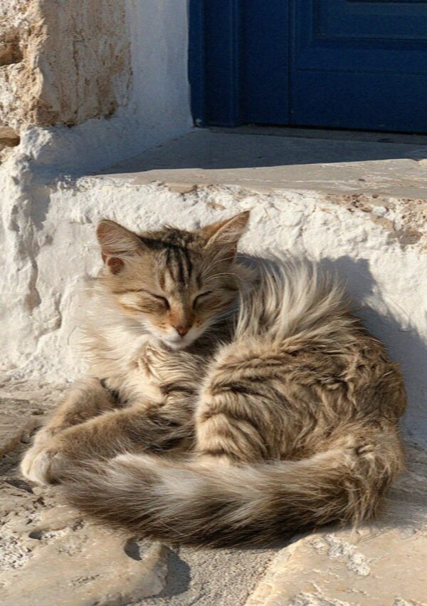 A cat sheltering out of the wind against a white wall in Polignano a Mare