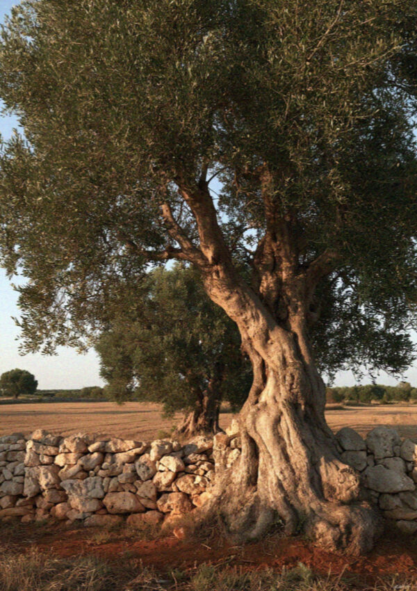 An old olive tree still living behind a dry stone wall on the red earth of the Salento, near Lecce