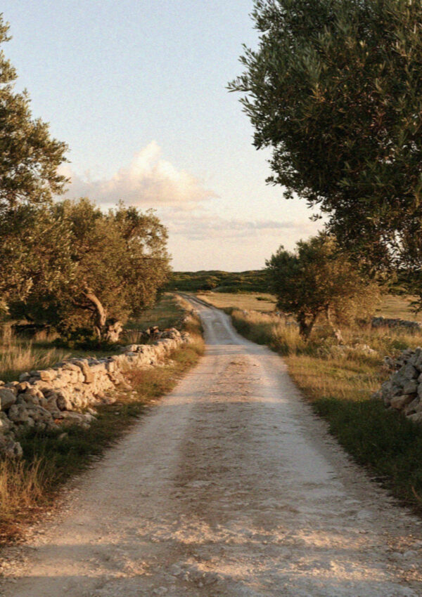An empty road between old olive groves and dry stone walls in the Salento, near Lecce