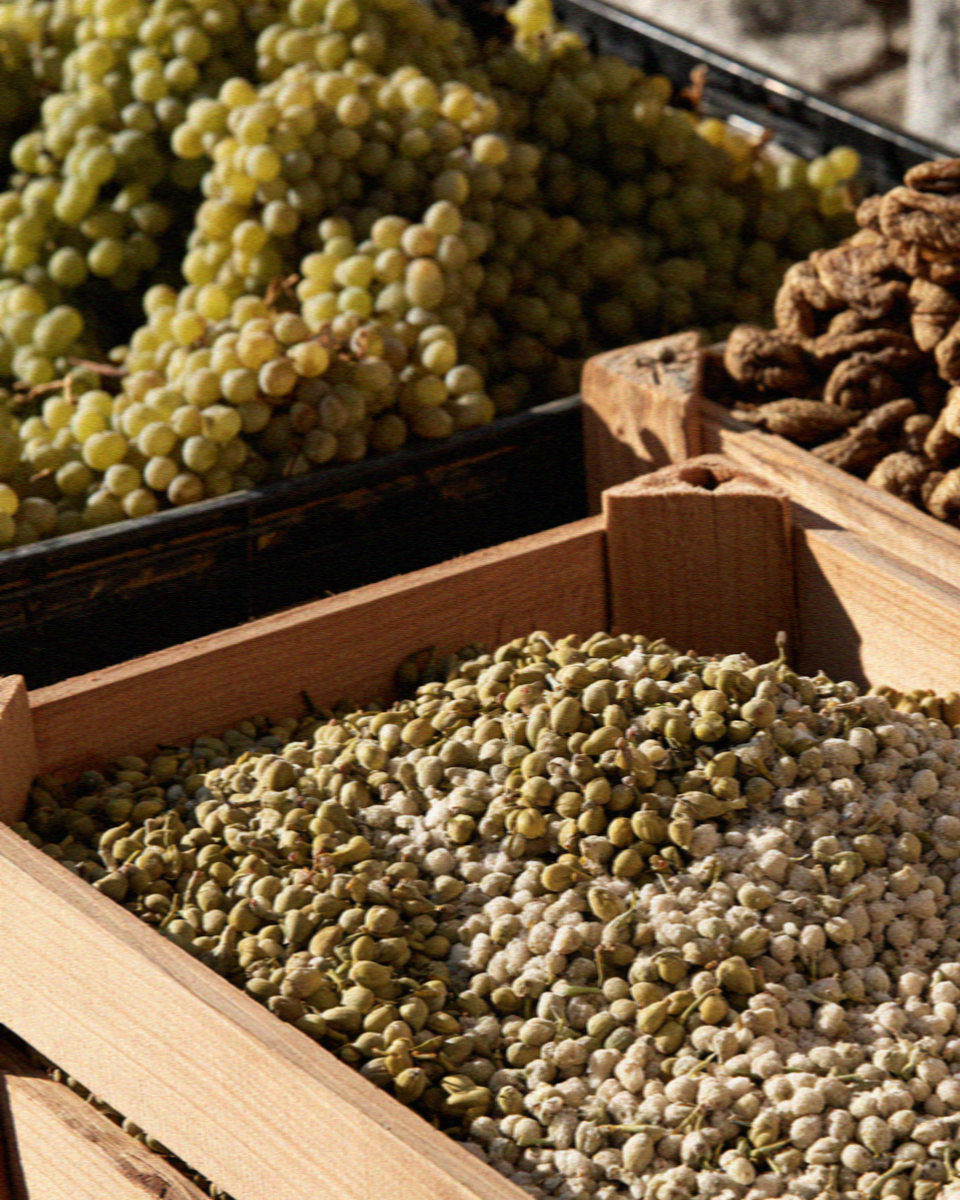 Capers drying in salt on Salina in the Aeolian Islands, Sicily