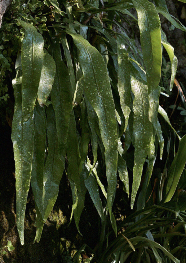 Long tongue-shaped ferns growing from the damp shaded rock face of the gorge in Sorrento