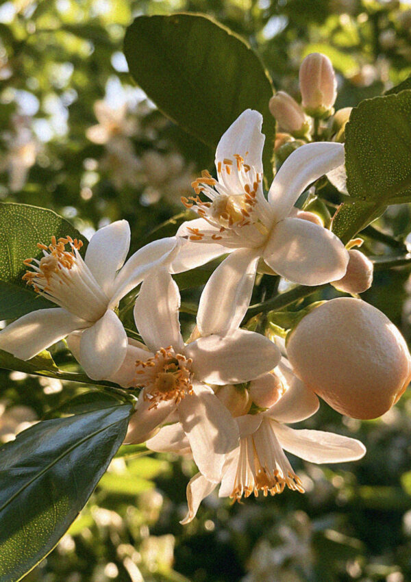 Sorrento orange blossom detail
