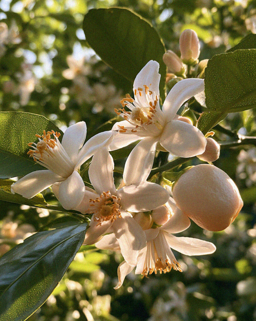 Sorrento orange blossom detail
