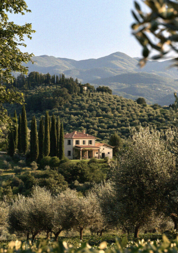 Rolling Tuscan hills and silver olive groves with cypress trees near Lucca